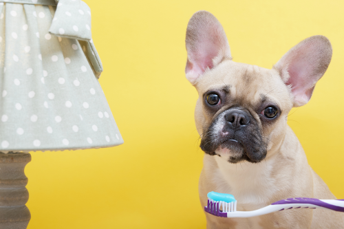 DIY Toothpaste for Dogs